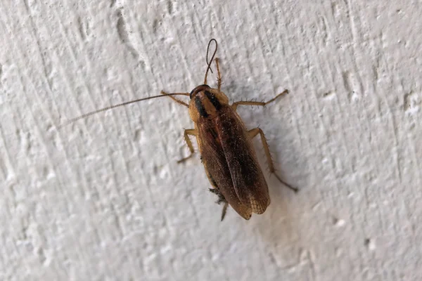 How Do You Handle a Building-Wide Cockroach Cleanout? in your area