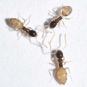 Ghost Ants up close white background