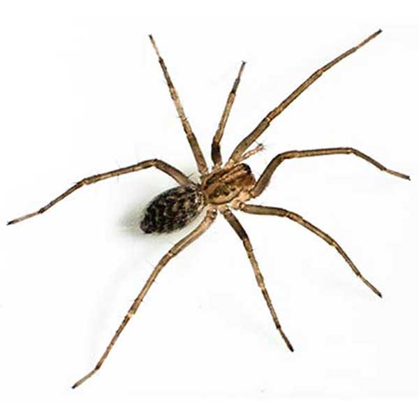 Wolf Spider Identification, Habits & Behavior