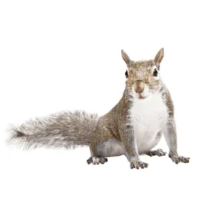 Gray squirrel on a white background - Keep squirrels away from your home with Bug Out in NC