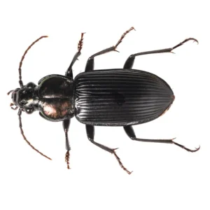 Ground Beetle up close white background - Keep ground beetles away from your home with Bug Out in NC