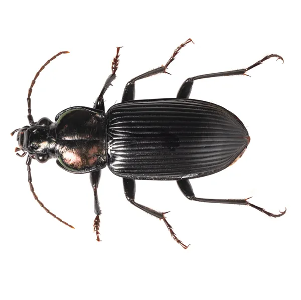 Ground Beetle Identification & Info