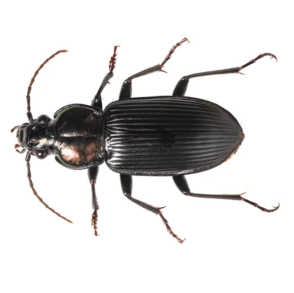 Ground Beetle Identification & Info  Bug Out - Pest Control and  Extermination Services