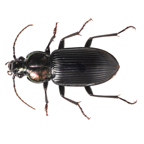 Cantidad de En todo el mundo Riego Ground Beetle Identification & Info | Bug Out - Pest Control and  Extermination Services