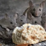 Group of mice around a piece of bread - Keep mice away from your home with Bug Out in NC