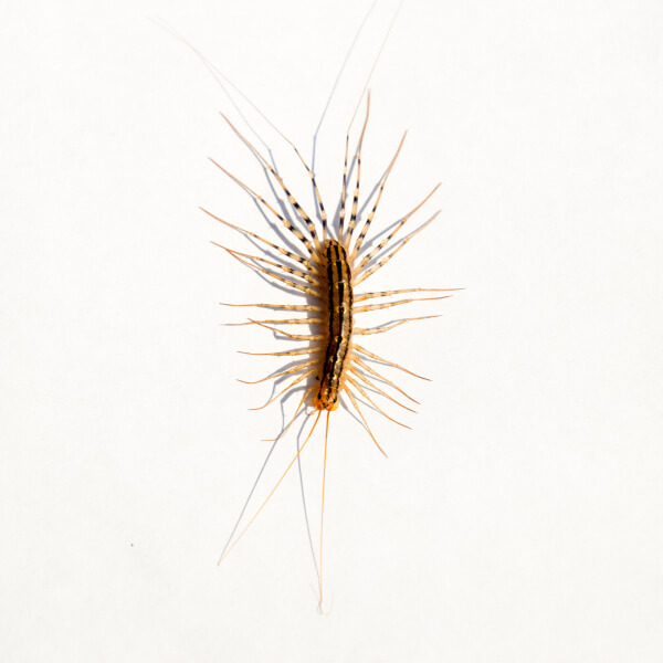 House Centipede up close white background