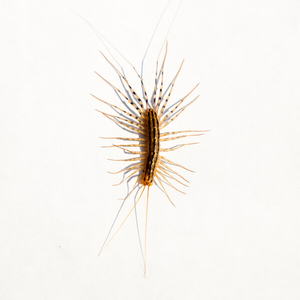 House Centipede Identification Info Bug Out Pest Control and