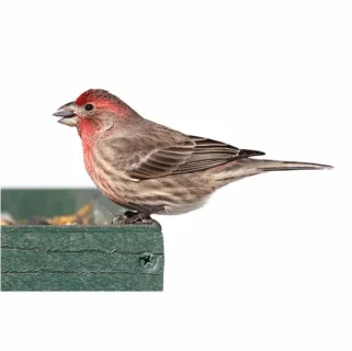 House Finch on white background