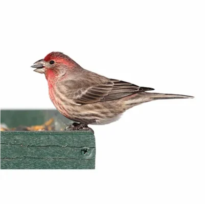 House Finch on white background