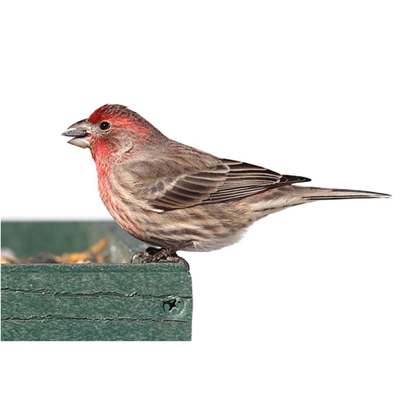 House Finch up close white background