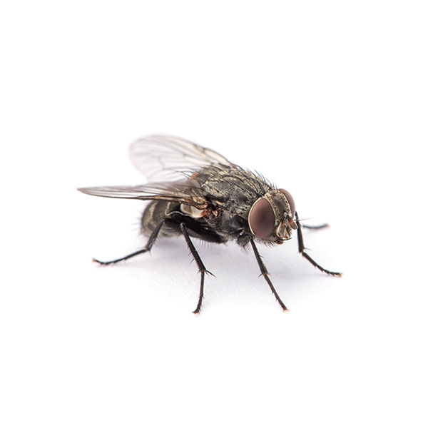 House Fly up close white background