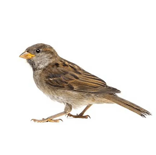 House Sparrow up close white background - Keep house sparrows away from your home with Bug Out in NC