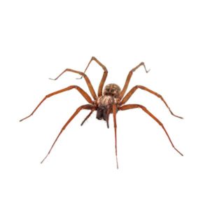 House Spider close up white background
