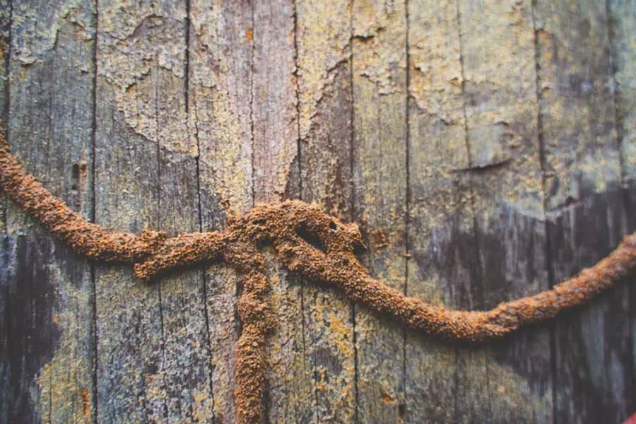 A termite tunnel across an old shed in North Carolina. Termites spread through mud tubes or tunnels that provide pathways from soil to structures.
