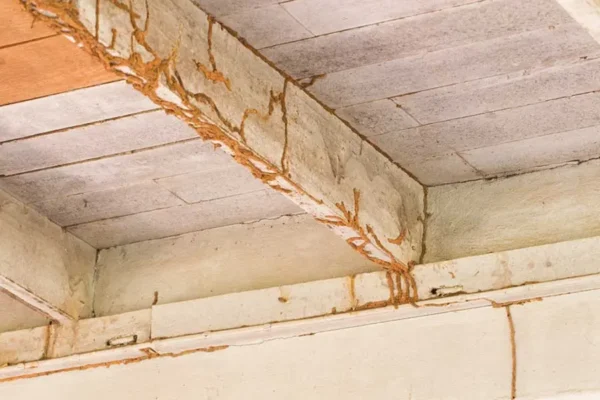 Termite damage in a North Carolina home. Learn how to fix termite damage with this guide from the termite exterminator experts at Bug Out.