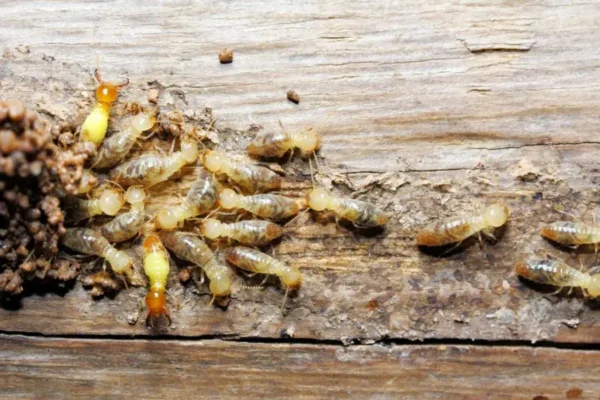A closeup of termites and the damage they've caused to a home. Find out how much damage termites cause in North Carolina.