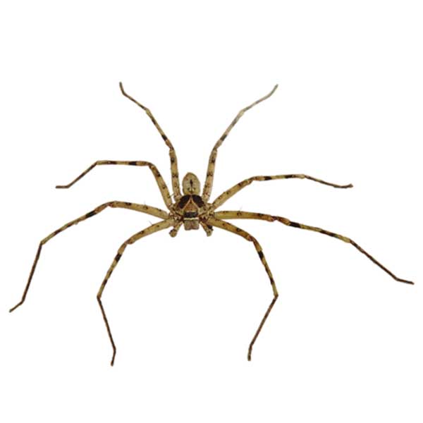 Venomous spiders in NC / SC and how to identify them