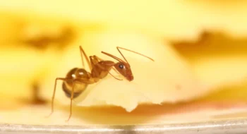 Ant upclose