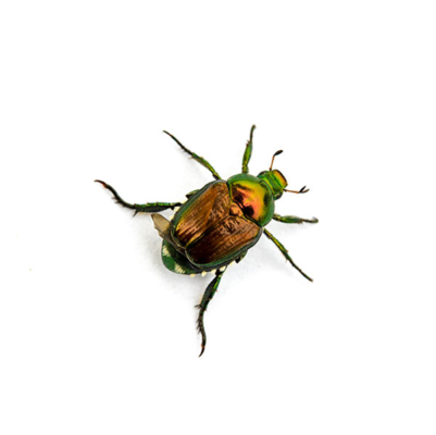 Japanese Beetle up close white background