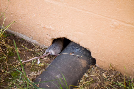 Rat entering home through hole in exterior
