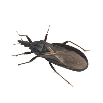 Kissing Bug up close white background