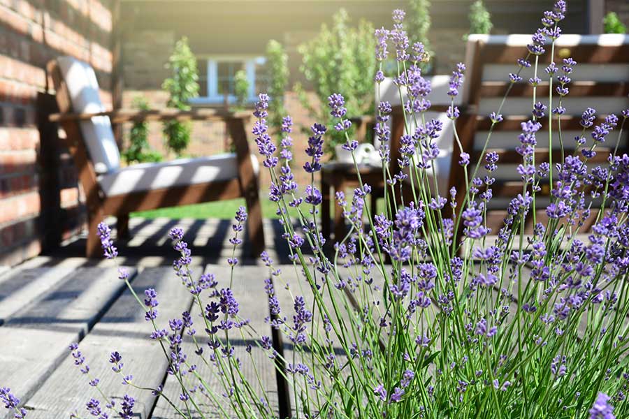 Lavender planted on porch