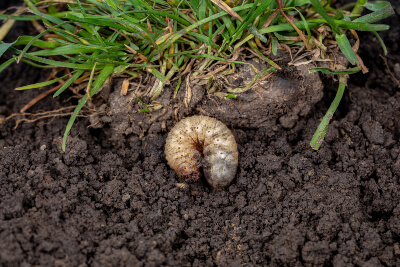 Lawn Pests in your area