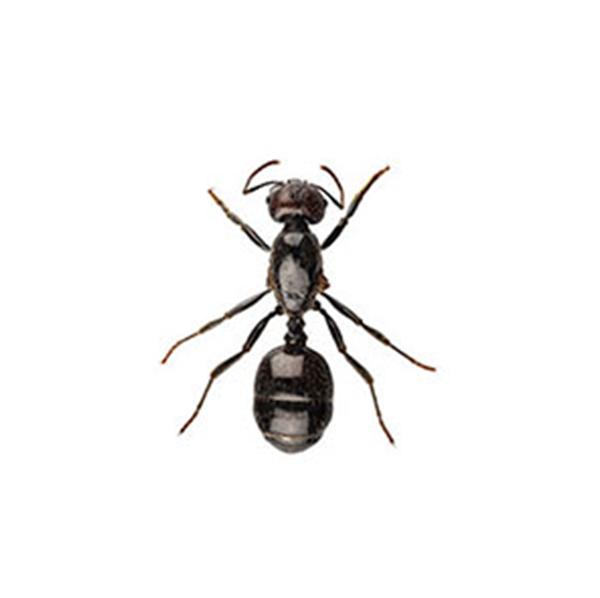 Little Black Ant up close white background