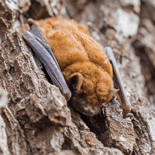 Bat Identification in your area