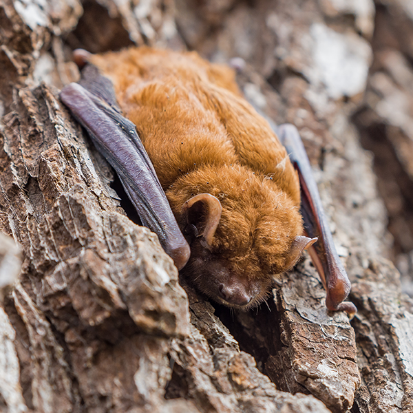 Little Brown Bat up close on tree