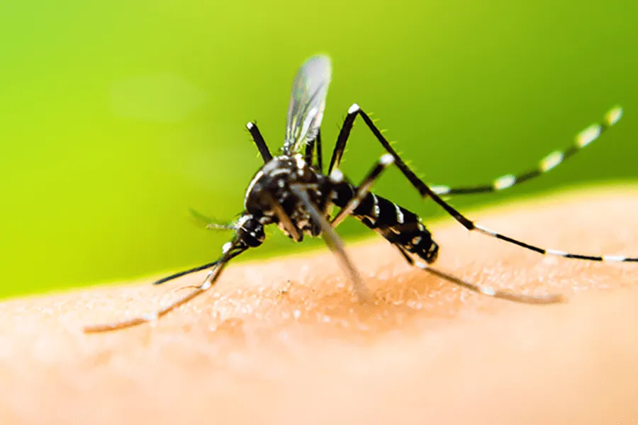 A mosquito on a person's finger - Keep mosquitoes away from your home with Bug Out in NC