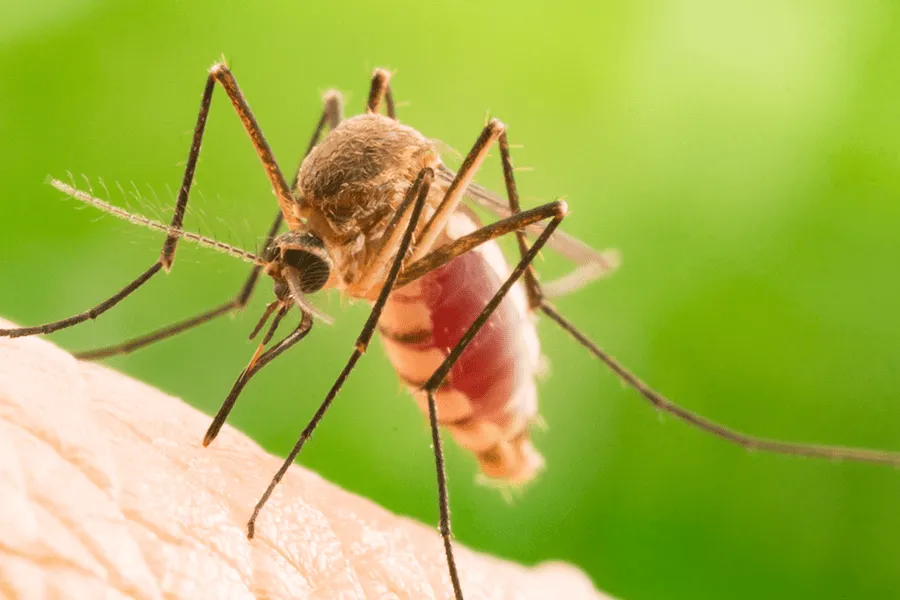 A mosquito on a person's hand - Keep mosquitoes away from your home with Bug Out in NC