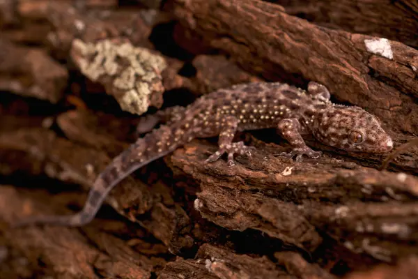 A Mediterranean gecko on a fallen tree. Geckos and other wildlife are commonly found inside North Carolina homes. The pest control experts at Bug Out can keep them out for good.
