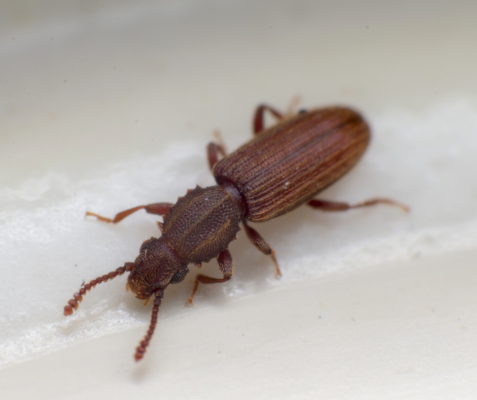 Merchant Grain Beetle up close against a white background.