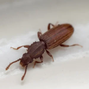 Merchant Grain Beetle up close white background - Keep beetles away from your home with Bug Out in NC