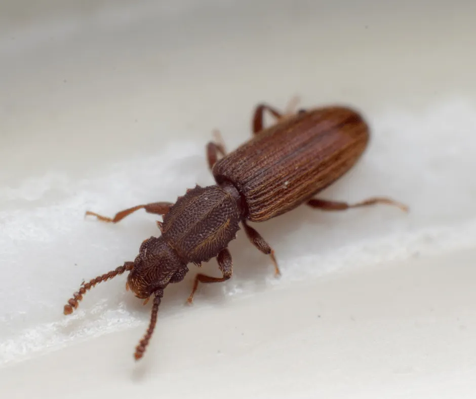 Merchant Grain Beetle up close white background - Keep beetles away from your home with Bug Out in NC