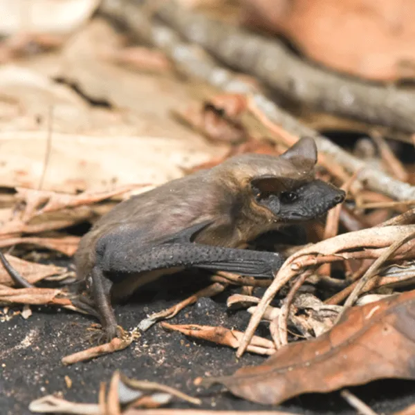 Mexican Free-Tailed up close on ground - Keep bats away from your home with Bug Out in NC