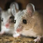 Two mice in a crawlspace - Keep mice away form your home with Bug Out in NC