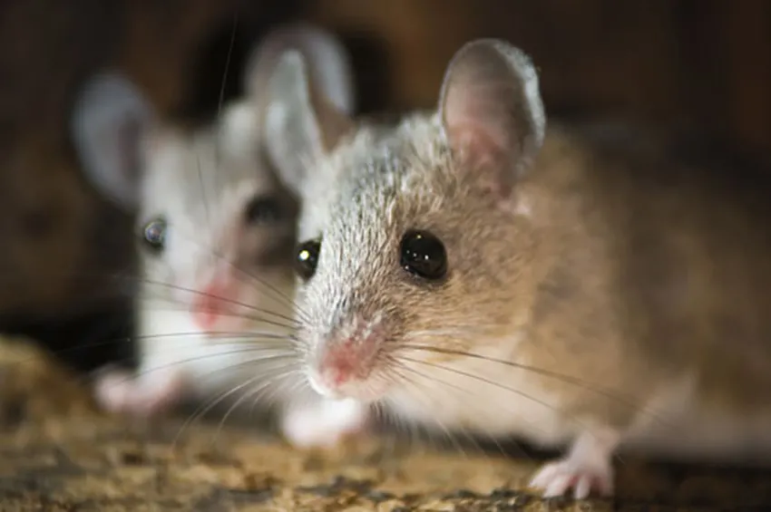 Two mice in a crawlspace - Keep mice away form your home with Bug Out in NC