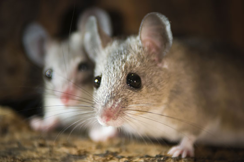 Mice