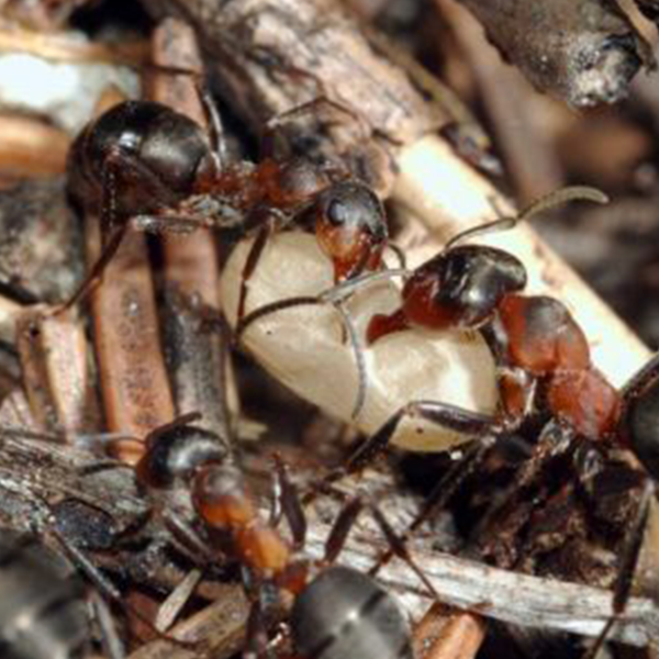 Moisture Ants eating