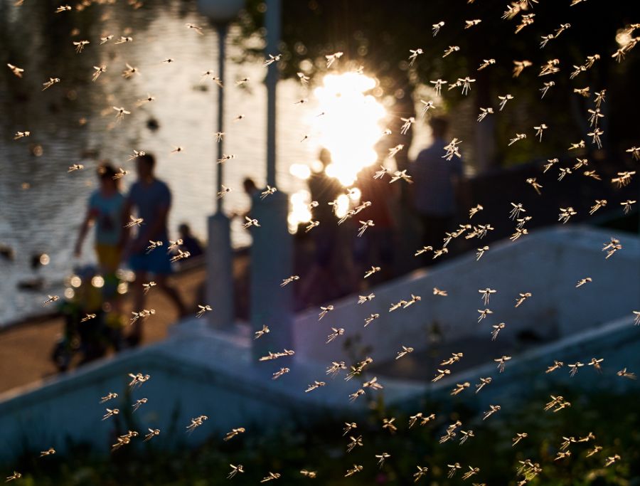 Mosquitoes in air near people