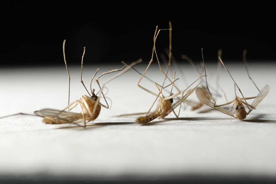 Dead mosquitoes on white counter black background