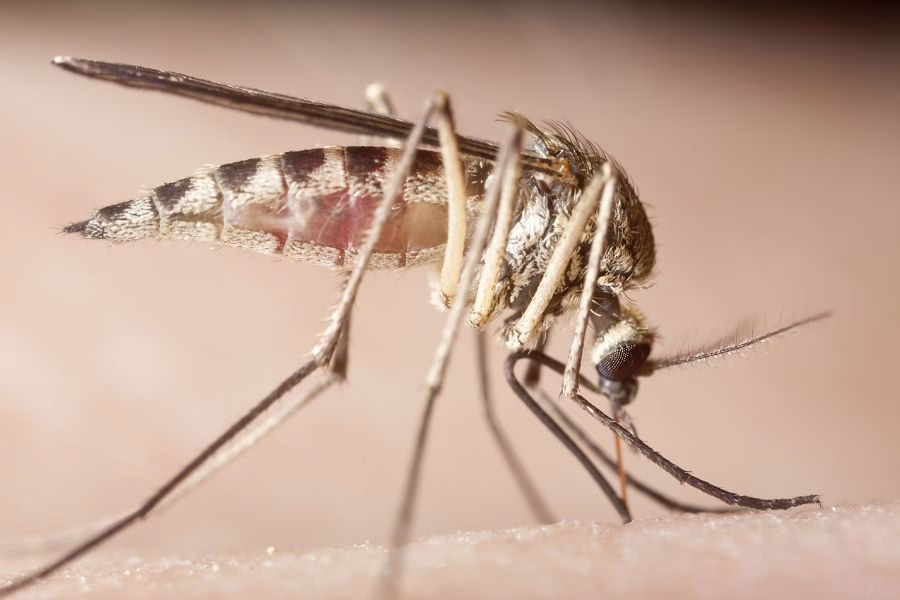 Mosquito extreme close up