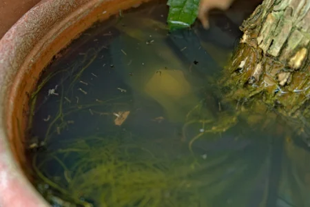 Potted plant pooling with water filled with Mosquito Larvae, ready for BugOut's professional mosquito technicians.