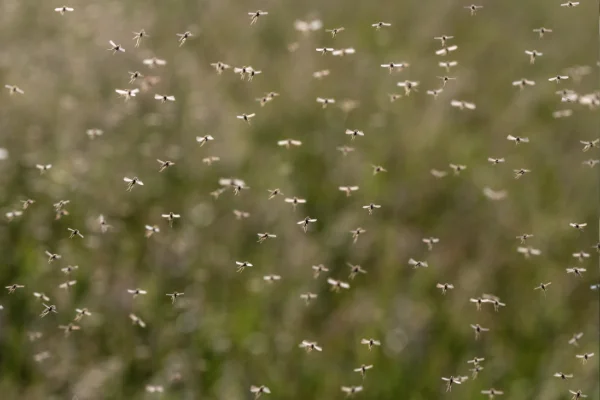 A dense swarm of mosquitoes in a North Carolina lawn, illustrating the need for Bug Out’s professional mosquito control.