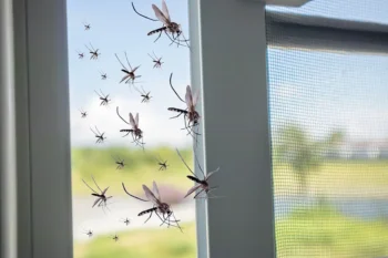 Mosquitoes flying into local North Carolina business through ajar screen door. Contact Bug Out to protect your business from mosquitoes.