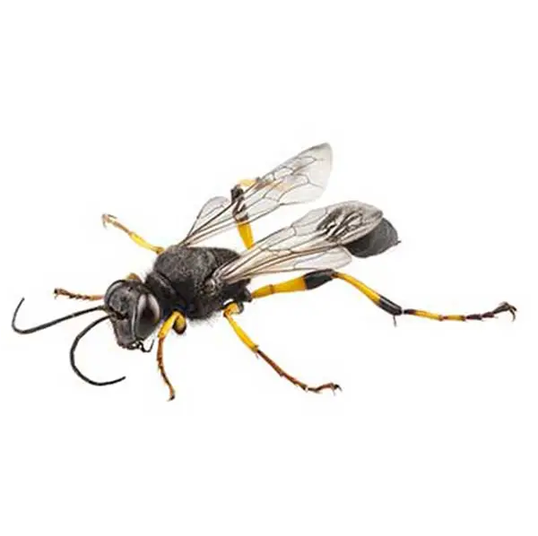 Isolated mud dauber on white background