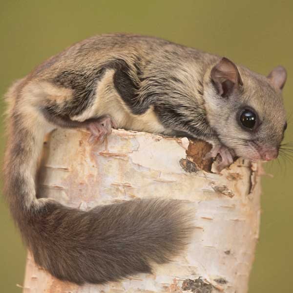 Northern Flying Squirrel on stump