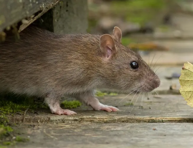 Eliminating a Norway Rat from a Grocery Store in your area